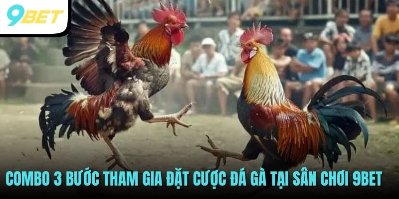 Combo 3 bước tham gia đặt cược đá gà tại sân chơi 9BET